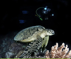 Sleepy Green Turtle D90 10mm F16 1/160 by Robin Jeffries 
